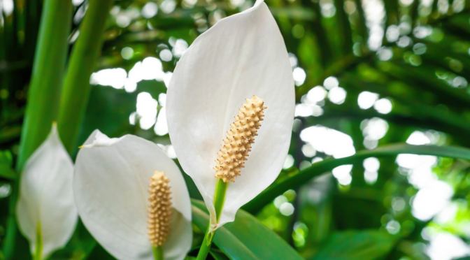 Silent Peace Vigil in Cork Meeting House – Saturday 30 March 2-4pm