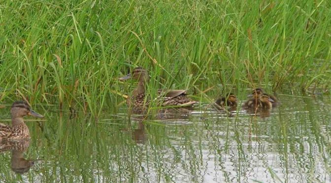 Limerick Fun with Friends Outing to Ennistymon (Sept. 7)